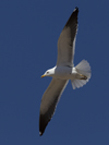 1cy fuscus in August, ringed in Finland. (81365 bytes)